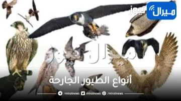 أنواع الطيور الجارحة