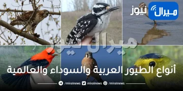 أنواع الطيور العربية والسوداء والعالمية