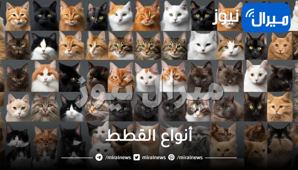 أنواع القطط