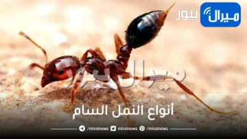 أخطر أنواع النمل السام في العالم