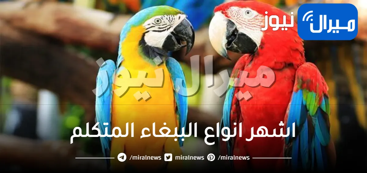 اشهر انواع الببغاء المتكلم
