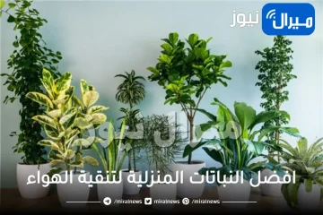 افضل النباتات المنزلية لتنقية الهواء