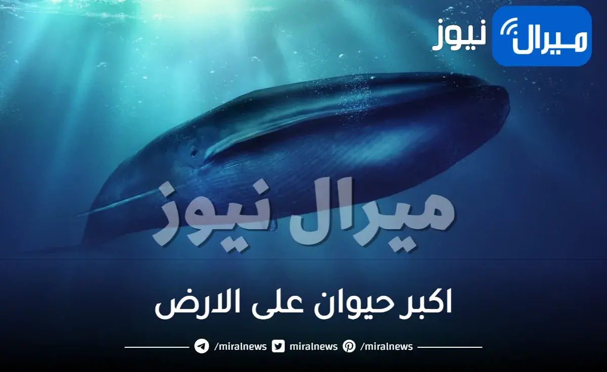 اكبر حيوان على الارض