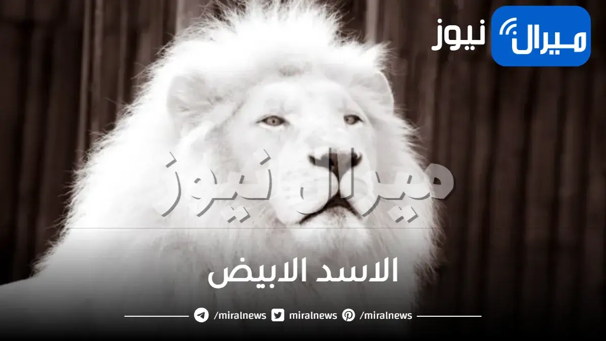 الاسد الابيض