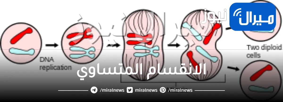 الانقسام المتساوي