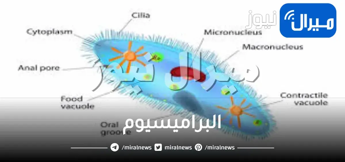 البراميسيوم