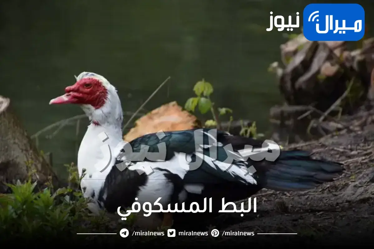البط المسكوفي