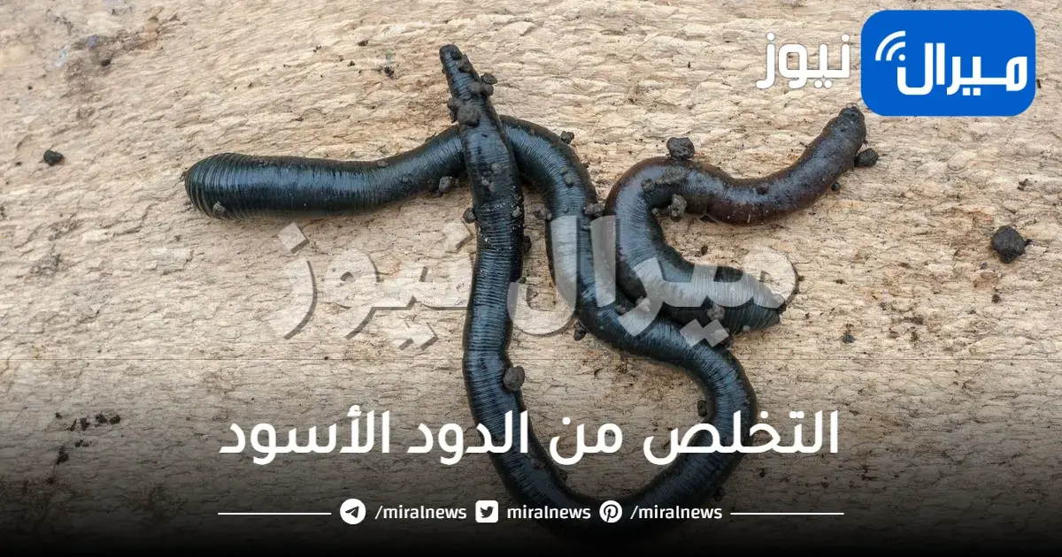 التخلص من الدود الأسود في المنزل