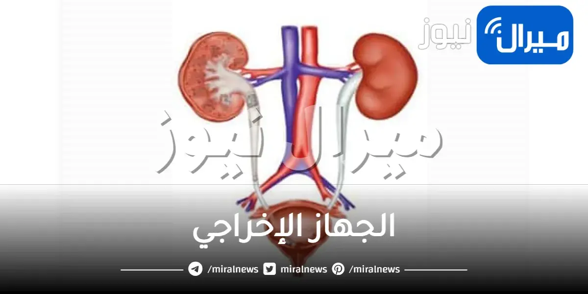 الجهاز الإخراجي ووظيفته ومكوناته