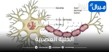 الخلية العصبية