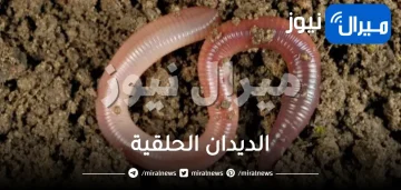 الديدان الحلقية