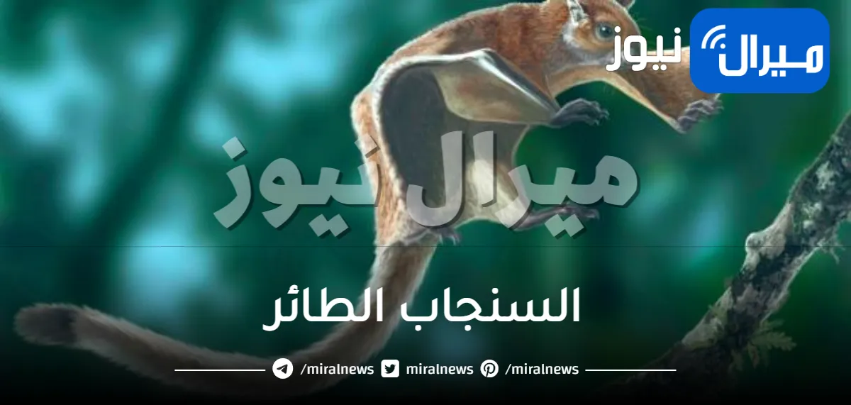 حقائق عن السنجاب الطائر لا تعرفها من قبل
