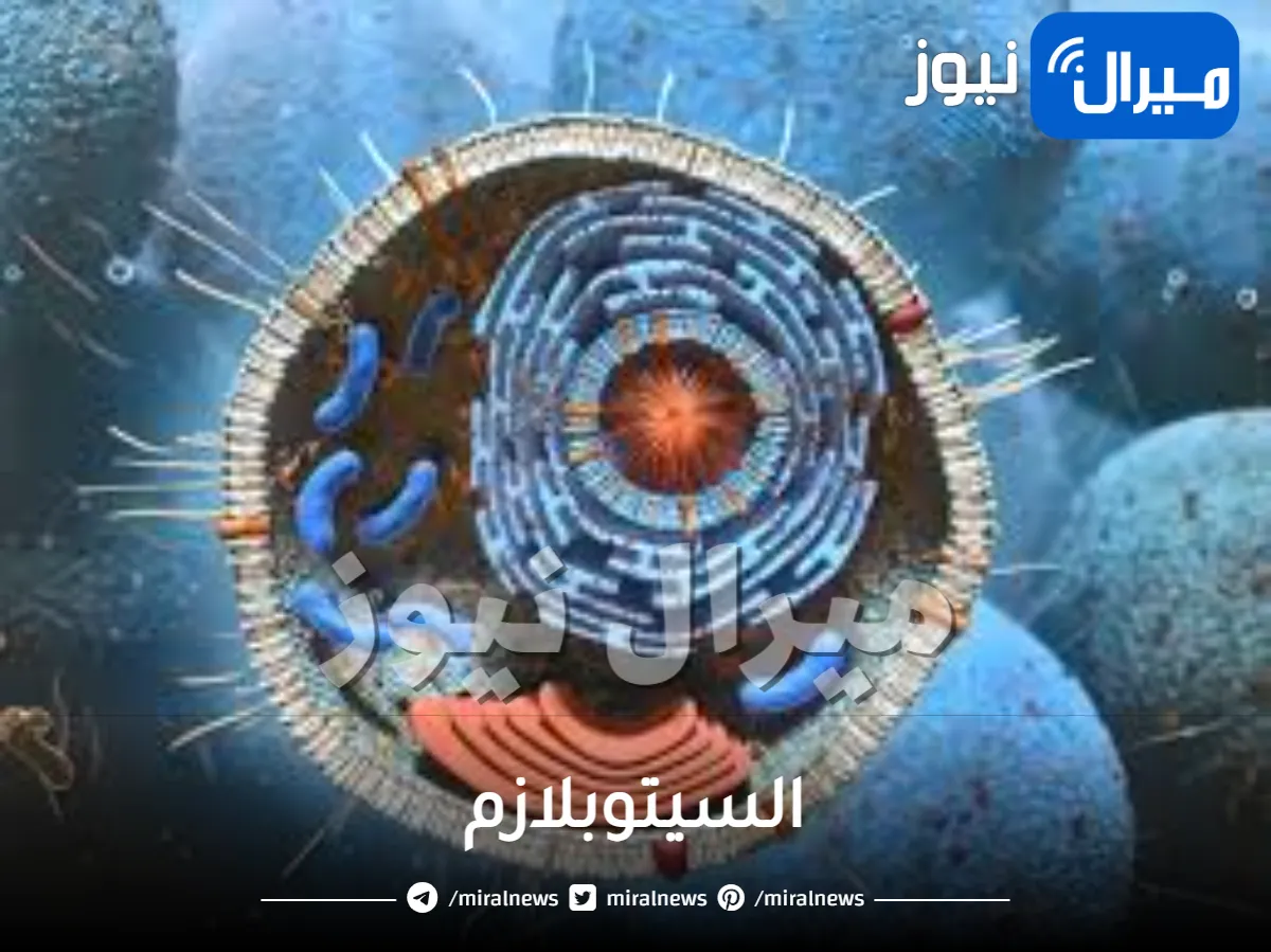 السيتوبلازم