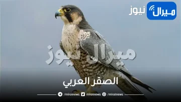 الصقر العربي