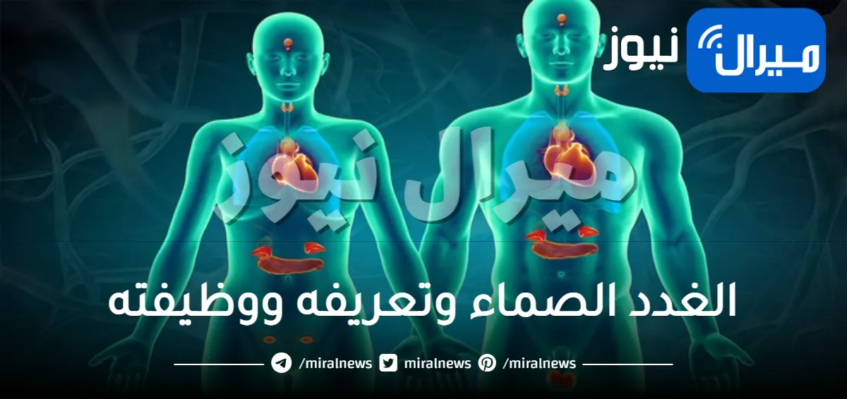 الغدد الصماء وتعريفه ووظيفته