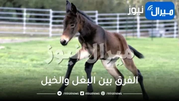 الفرق بين البغل والخيل