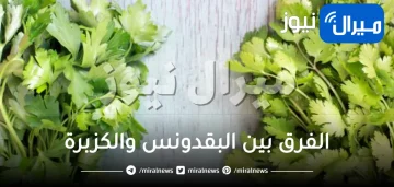 الفرق بين البقدونس والكزبرة