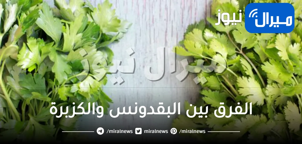 الفرق بين البقدونس والكزبرة