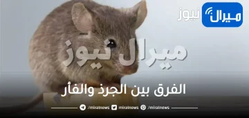 الفرق بين الجرذ والفأر