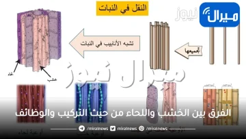 ما هو الفرق بين الخشب واللحاء وما وظيفة كل منهما في النبات