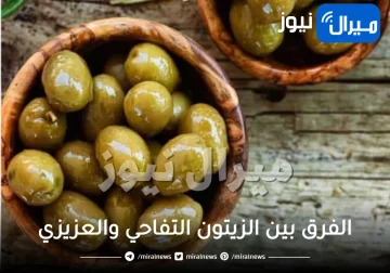 الفرق بين الزيتون التفاحي والعزيزي