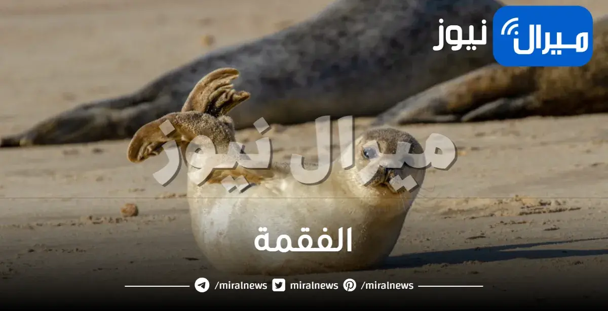 الفقمة