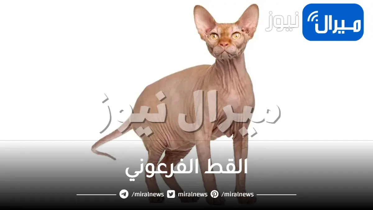 القط الفرعوني