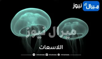 اللاسعات وماهي واهميتها وكيف تتكاثر