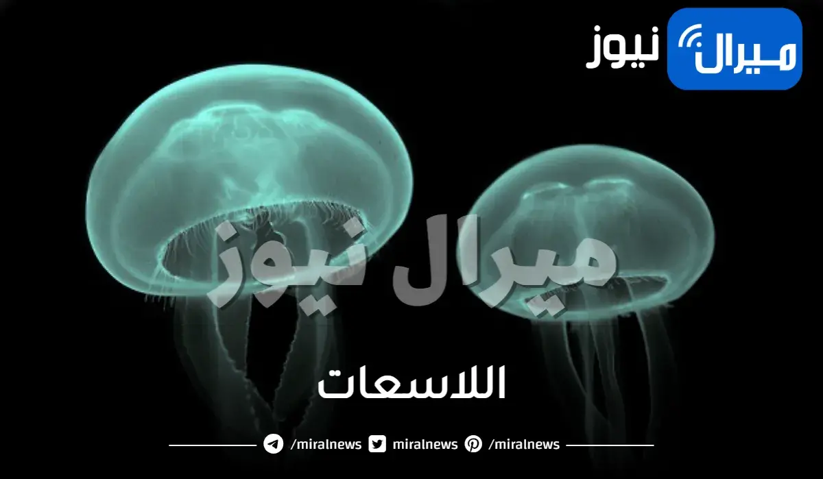اللاسعات وماهي واهميتها وكيف تتكاثر