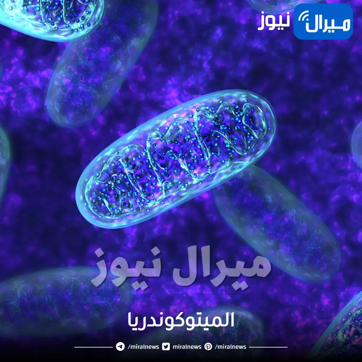 الميتوكوندريا ماهي ومرضها