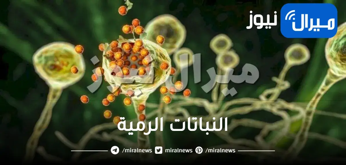 النباتات الرمية