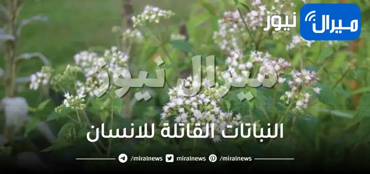 النباتات القاتلة للانسان