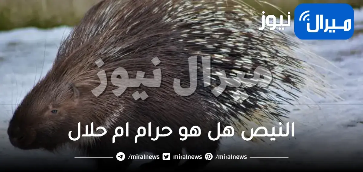 النيص هل هو حرام ام حلال واهم فوائده