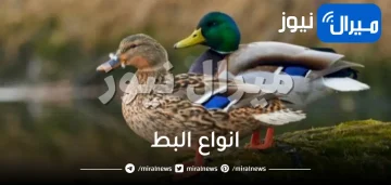 انواع البط