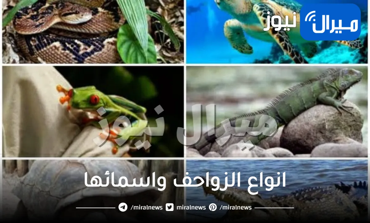 انواع الزواحف واسمائها