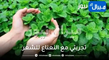 تجربتي مع النعناع للشعر