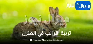 كيفية تربية الأرانب في المنزل