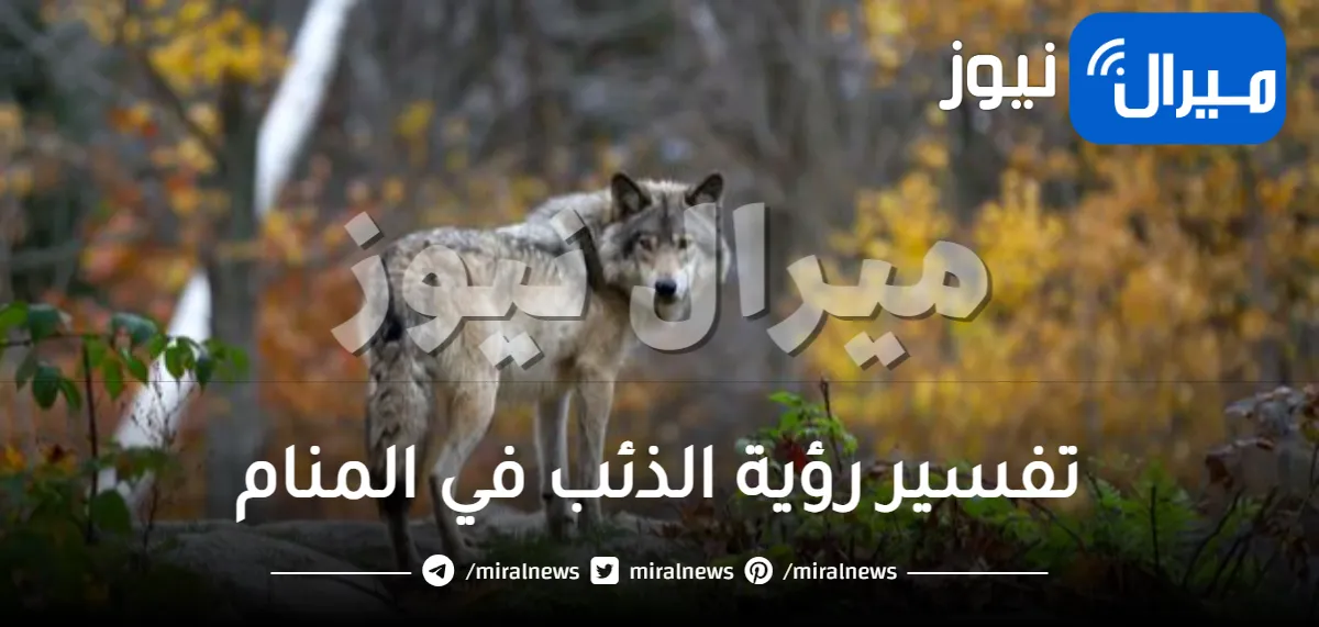 تفسير رؤية الذئب في المنام لابن شاهين
