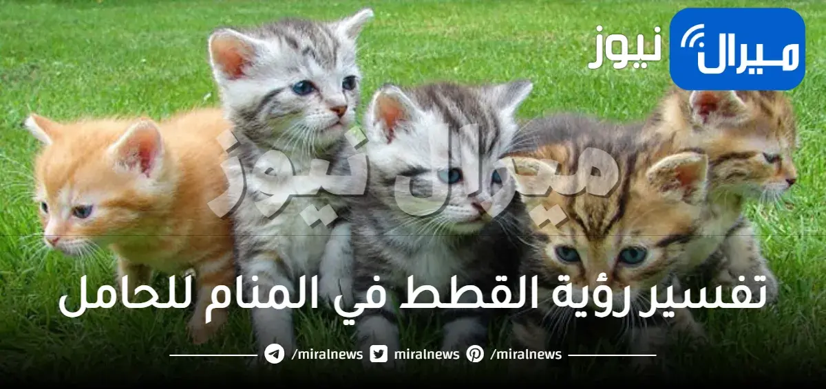 تفسير رؤية القطط في المنام للحامل