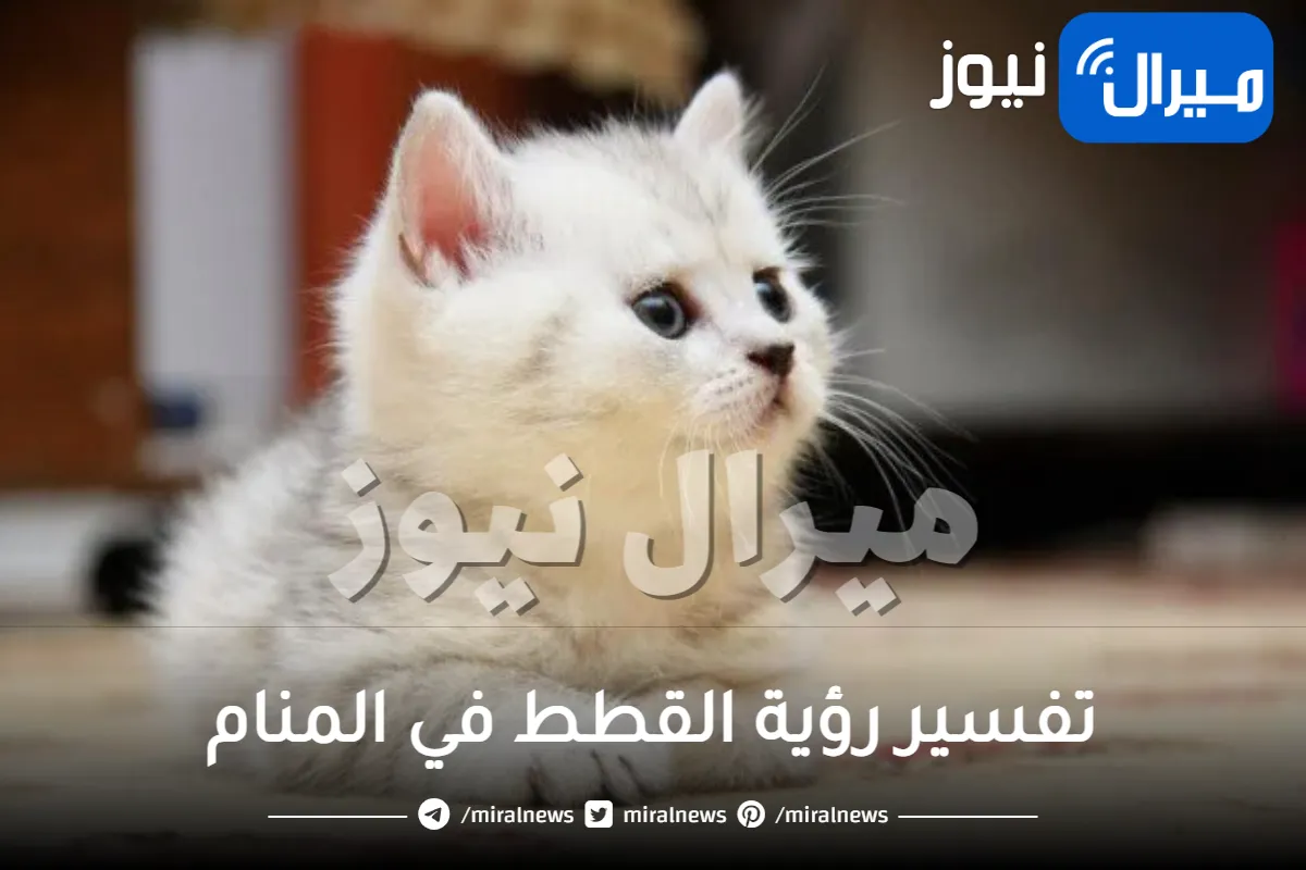 تفسير رؤية القطط في المنام للمتزوجة والعزباء لابن سيرين