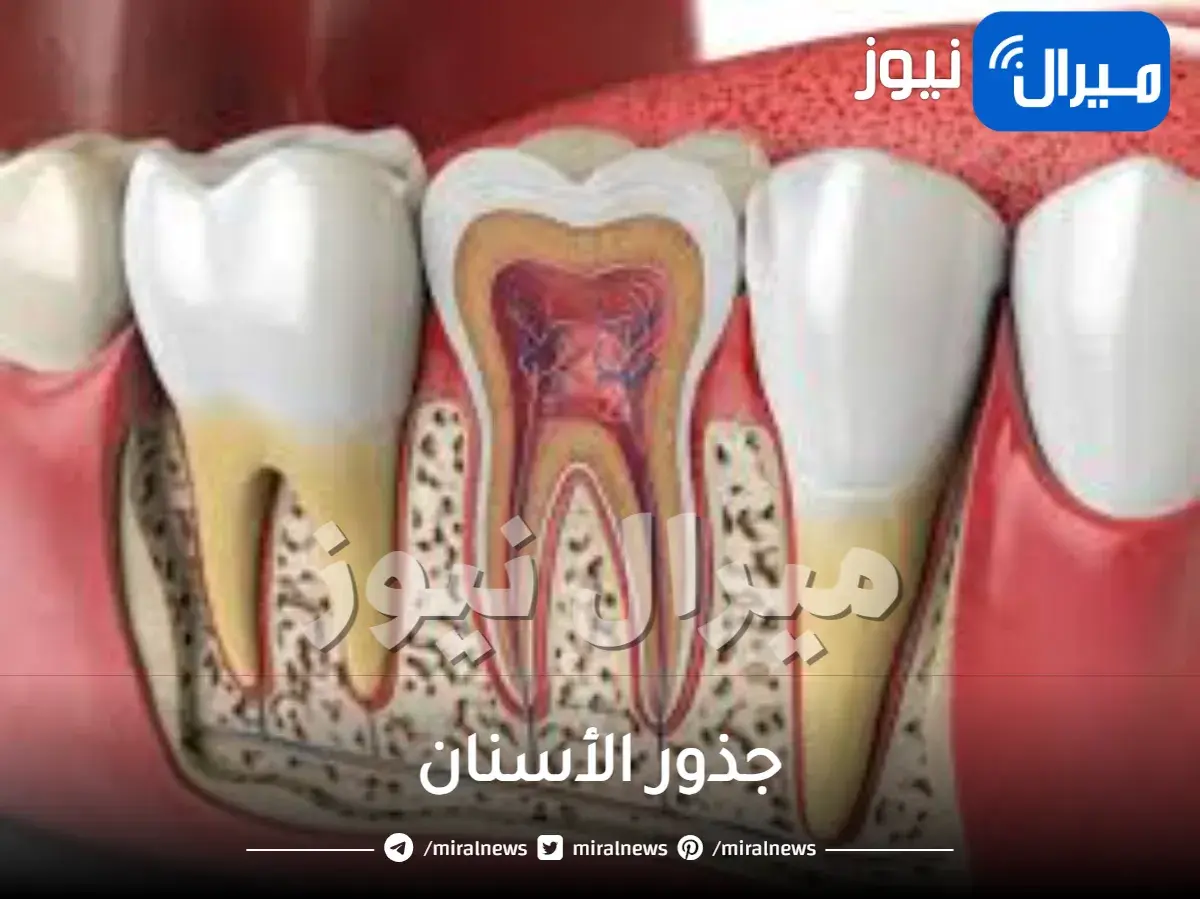 جذور الأسنان