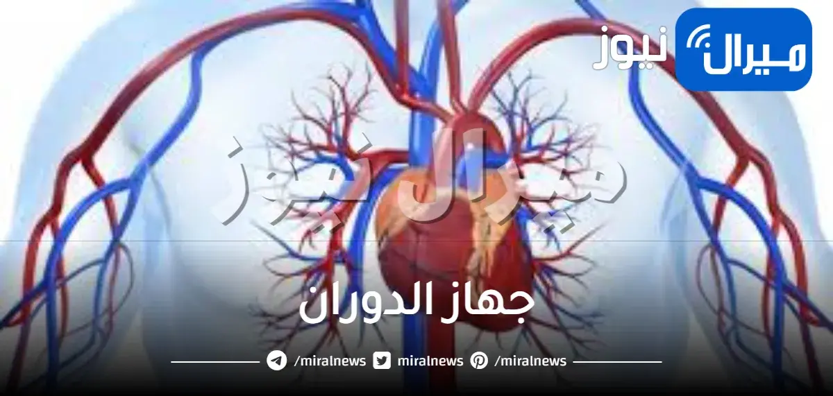 جهاز الدوران