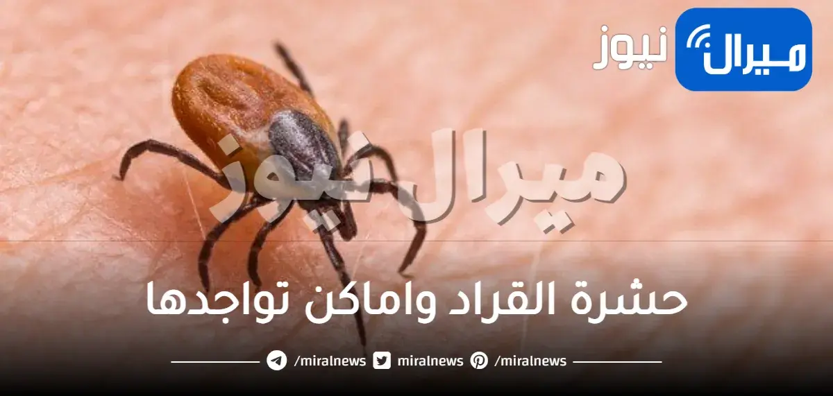 حشرة القراد واماكن تواجدها وقتلها