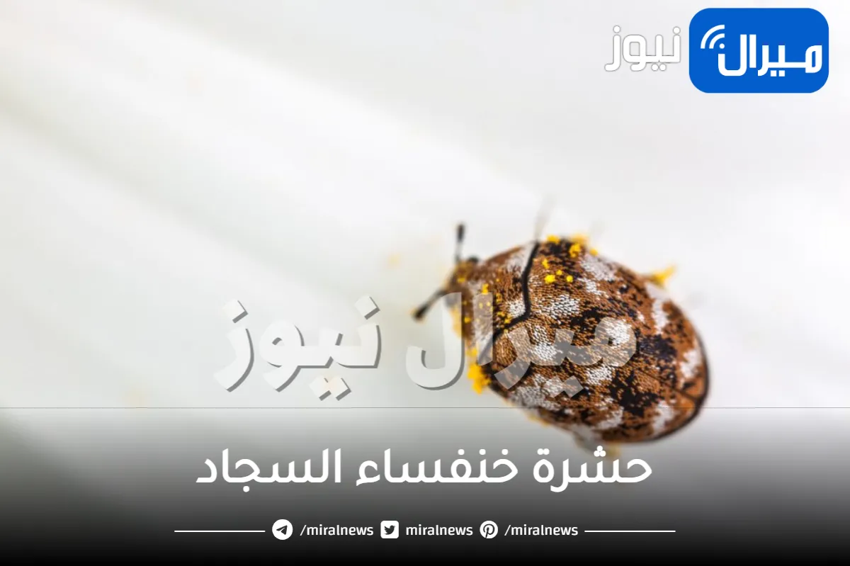 ما هي حشرة خنفساء السجاد وأسباب انتشارها وطرق التخلص منها
