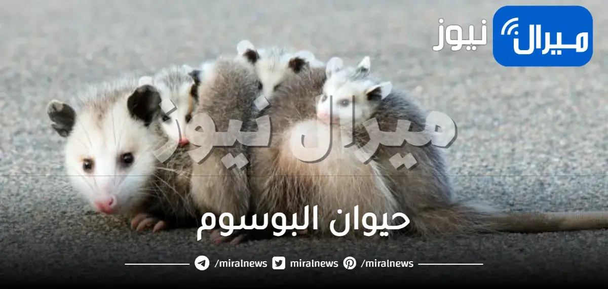 حيوان البوسوم