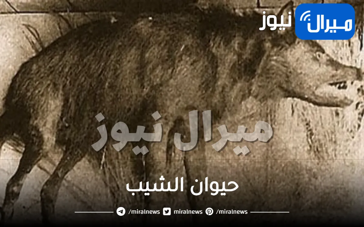 حيوان الشيب