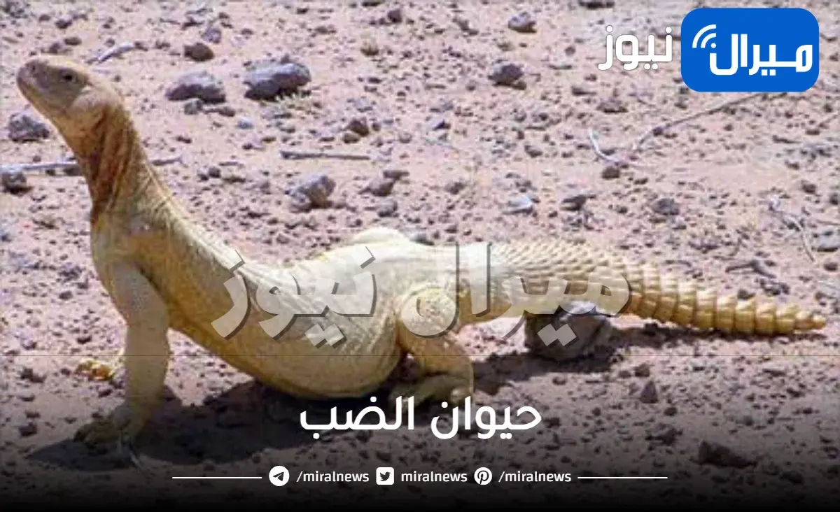 حيوان الضب