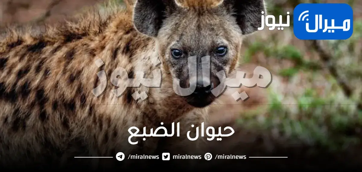 ماهو حيوان الضبع