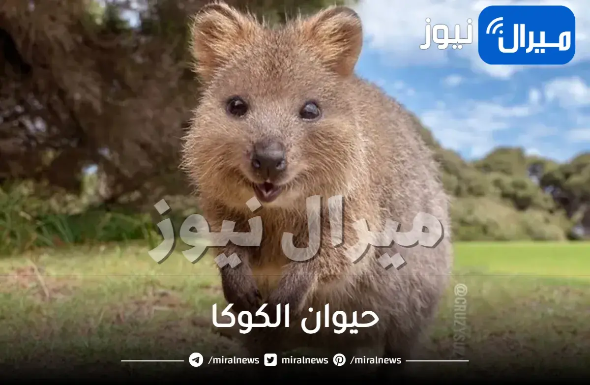 حيوان الكوكا