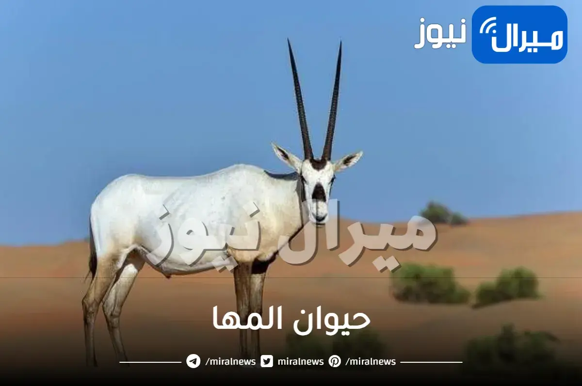 حيوان المها